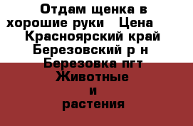 Отдам щенка в хорошие руки › Цена ­ 1 - Красноярский край, Березовский р-н, Березовка пгт Животные и растения » Собаки   . Красноярский край